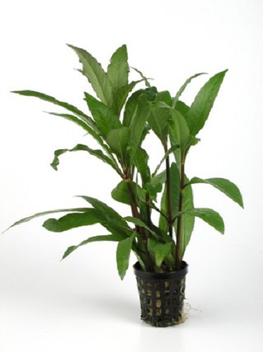 Hygrophila stricta tai - Schmalblättriger Riesenwasserfreund im topf