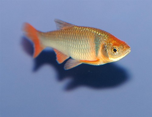 Cyprinella lutrensis - Regenbogenelritze