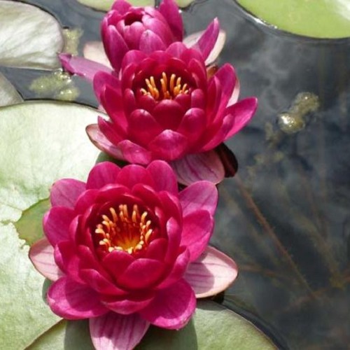Nymphaea - Laydekeri Purpurata