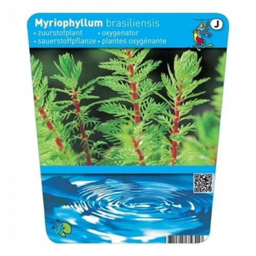 Myriophyllum brasiliensis