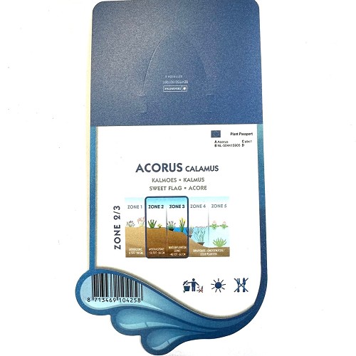 Acorus calamus- Kalmoes