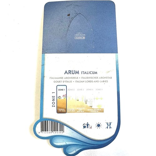 Arum italicum - Italiaanse aronskelk