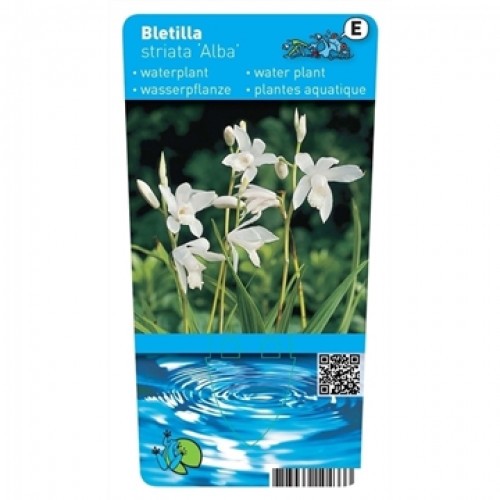 Bletilla striata - Alba