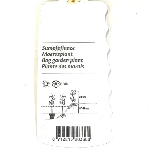 Baldellia ranunculoides