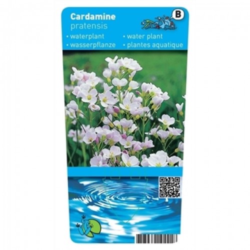Cardamine pratensis