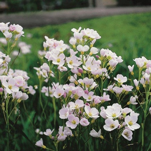 Cardamine pratensis