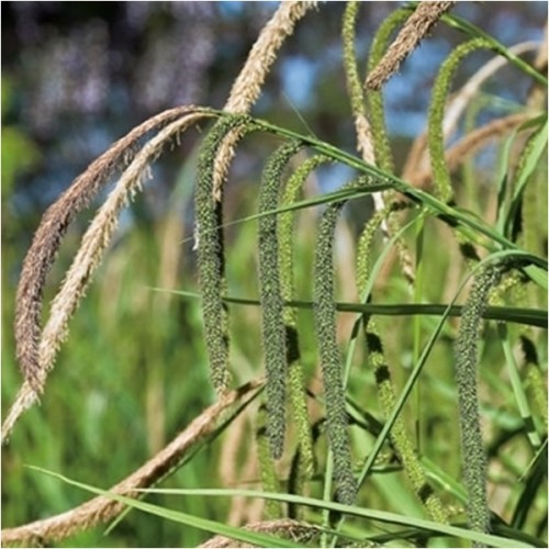 Carex pendula