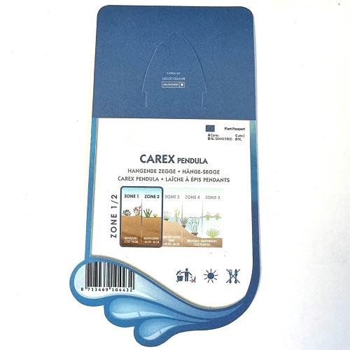 Carex pendula-Hangende zegge