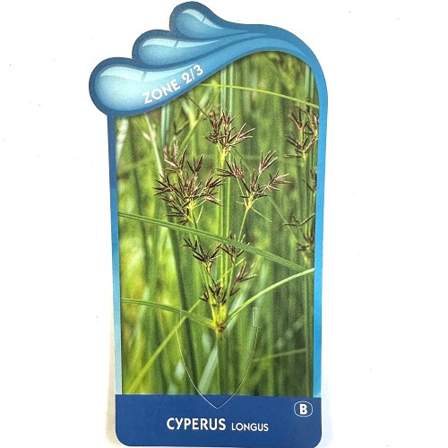 Cyperus longus- Rood cypergras