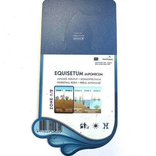 Equisetum japonicum- Japanse holpijp