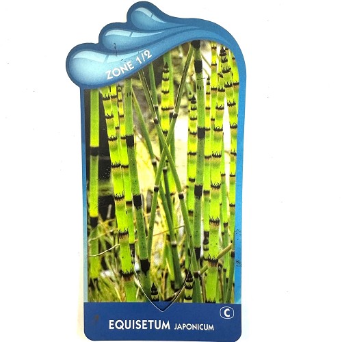 Equisetum japonicum- Japanse holpijp