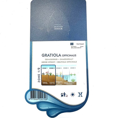 Gratiola officinalis - Genadekruid