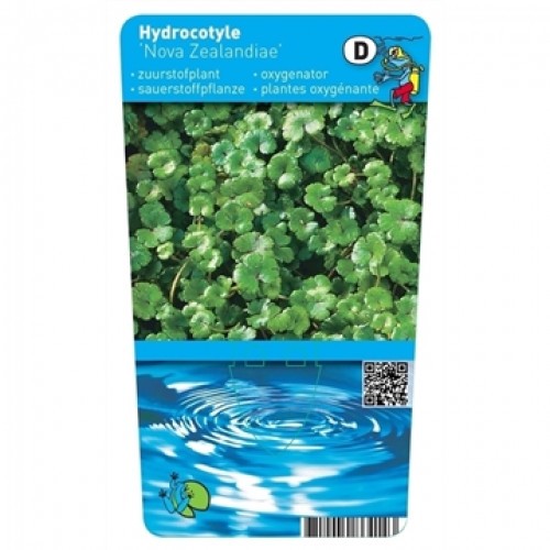 Hydrocotyle 'Nova Zealandiae'