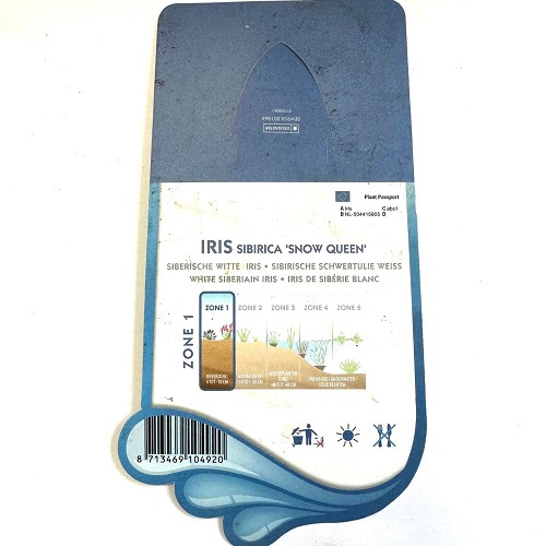 Iris sibirica 'snow queen'