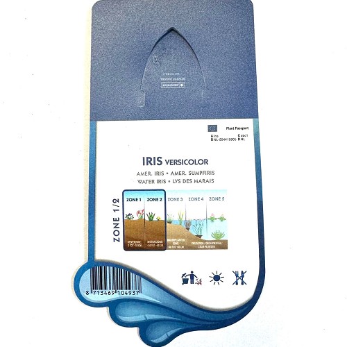 Iris versicolor- Amer.iris