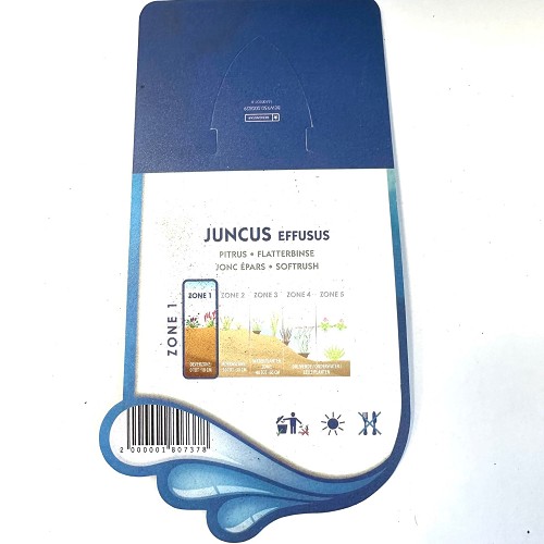 Juncus effusus - Pitris