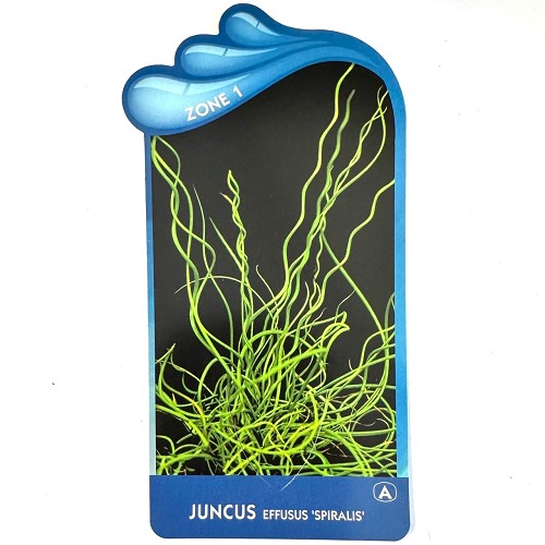 Juncus effusus spiralis - Krul pitrus