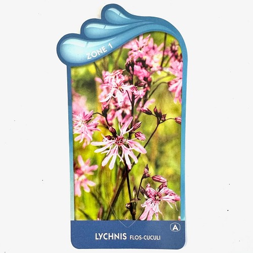 Lychnis flos-cuculi- Echte koekoeksbloem