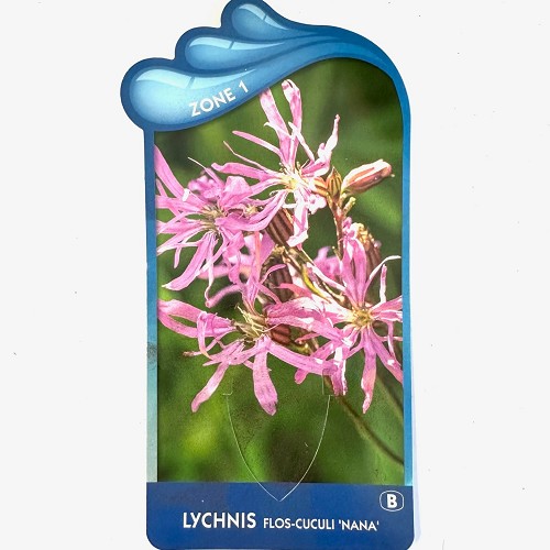 Lychnis flos cuculi 'nana'' -koekoeksblo