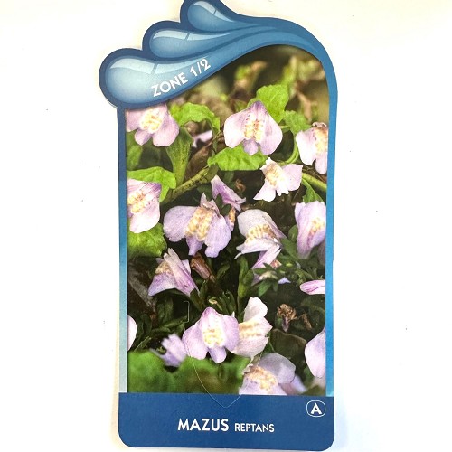 Mazus reptans - Mazus