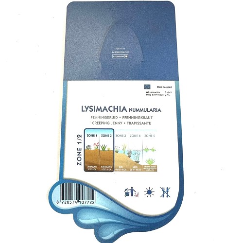 Lysimachia nummularia- Penningkruid
