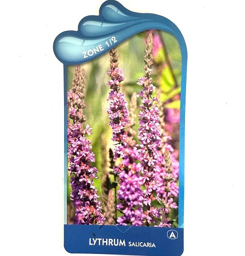 Lythrum salicaria - Grote kattenstaart