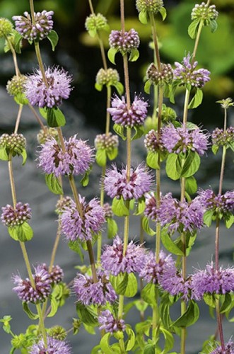 Mentha pulegium