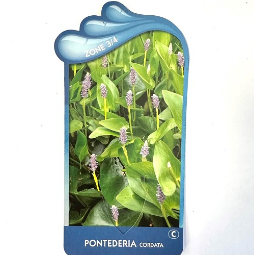 Pontederia cordata-Blauw snoekkruid