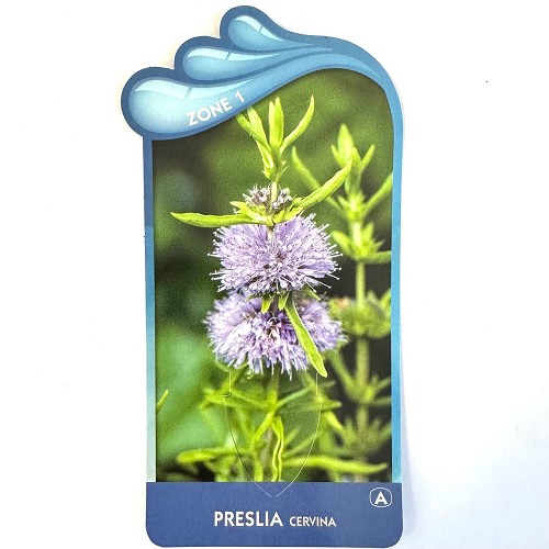 Preslia cervina-Engelse watermunt