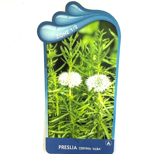 Preslia cervina álba'- Engelse watermunt