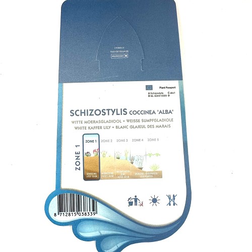 Schizostylis coccinea 'alba'