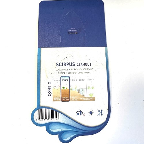 Scirpus cernuus-Naaldgras