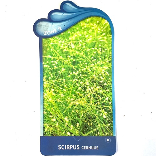 Scirpus cernuus-Naaldgras