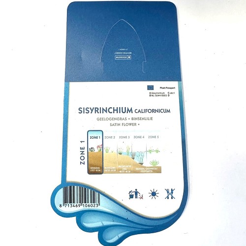 Sisyrinchium californicum - Geelogengras