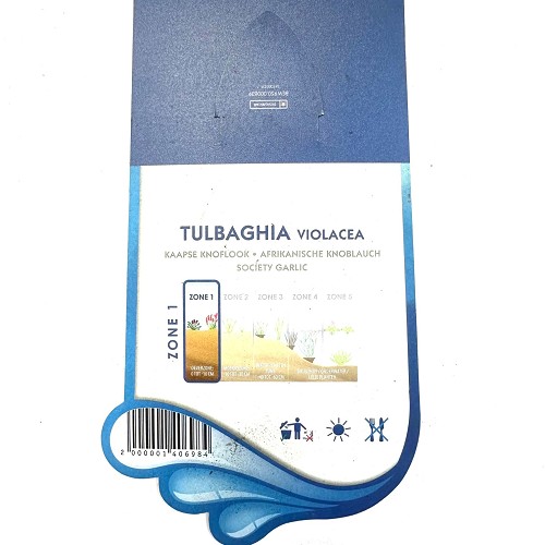 Tulbaghia violacea- Kaapse knoflook