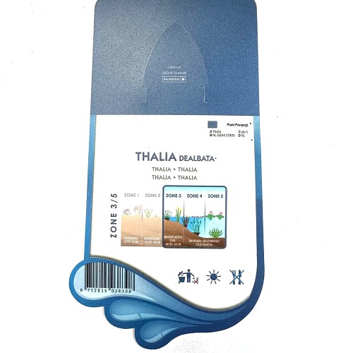 Thalia dealbata- Thalia