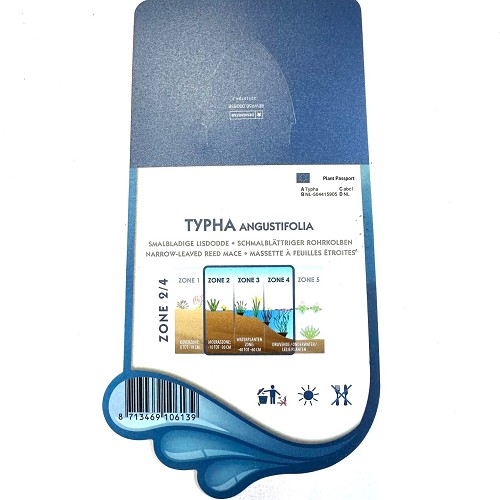 Typha angustifolia- Smalbladige lisdodde