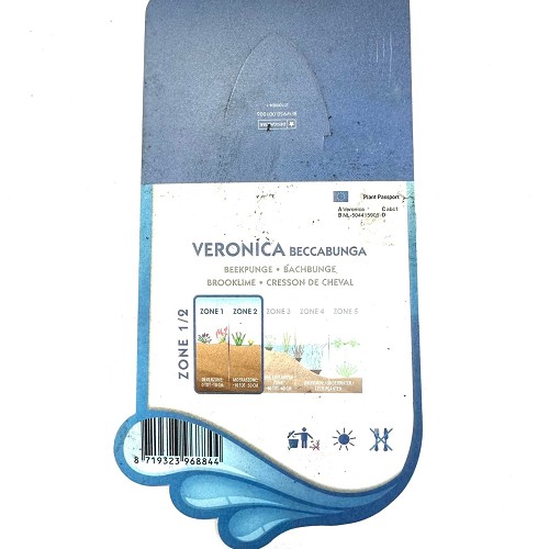 Veronica beccabunga - Beekpunge