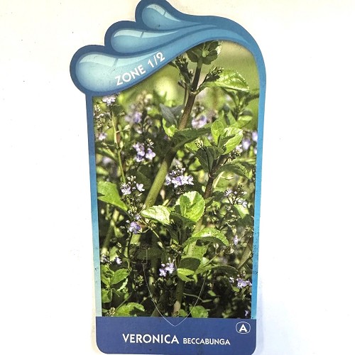 Veronica beccabunga - Beekpunge