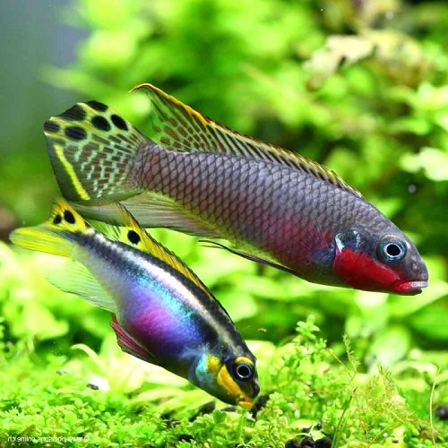 Pelvicachromis taeniatus Nigeria red 3,5 -4  cm