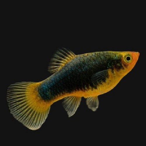 Xiph.maculatus   Platy zwart M
