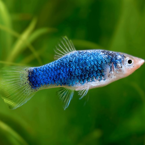 Xiphophorus maculatus - Platy blau tuxedo M