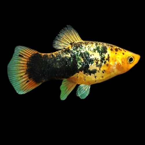Xiphophorus maculatus calico - Platy gold calico M