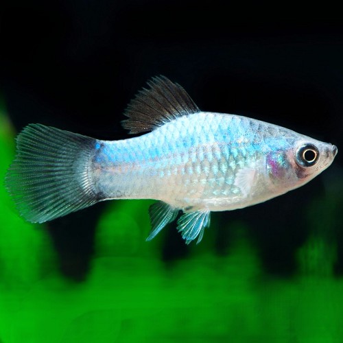 Xiphophorus maculatus - Platy blau Mickey mouse