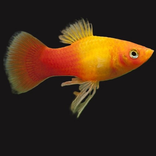 Xiph.maculatus   Platy sunset M