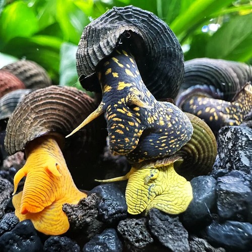 Tylomelania towutensis-mix rabbit snail