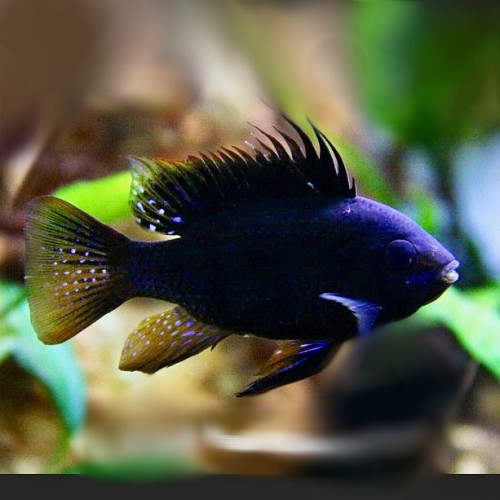 Microgeophagus ramirezi dark blue  - Südamerikanischer Schmetterlingbuntbarsch dark blue NEU !!  M