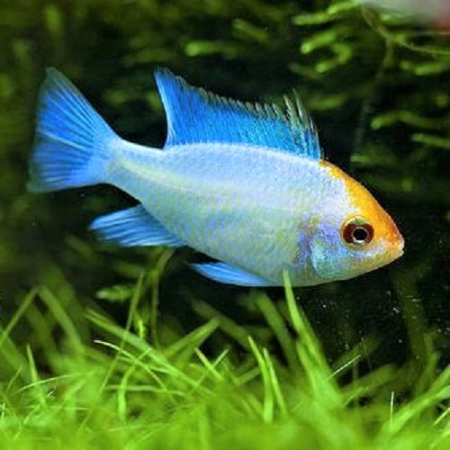 Apistogramma ramirezi electric blue gold head - Südamerikanischer Schmetterlingbuntbarsch electric blue gold head
