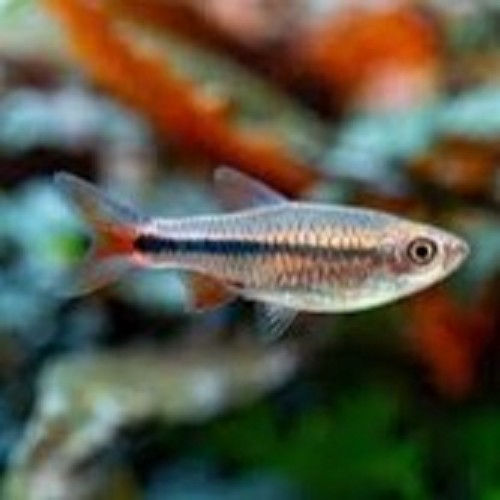 Rasbora lacrimula