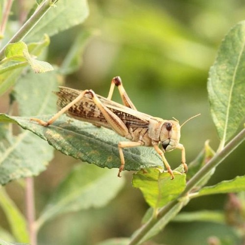 Heuschrecken Locusta Größe 8